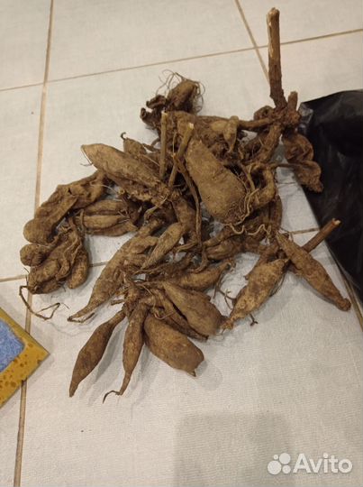 Корни георгин бесплатно