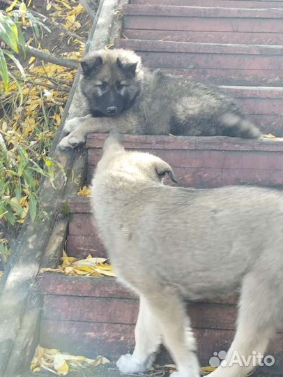 Отдам бесплатно щенки