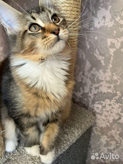 Котята Мейн кун