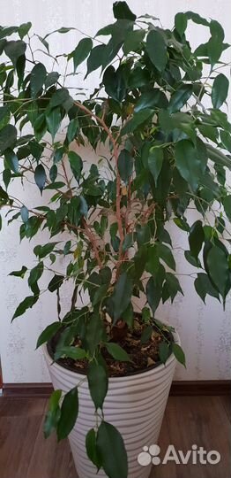 Фикус бенджамина