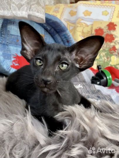 Второй черный мальчишка