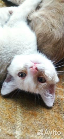 Отдам котят в хорошие руки