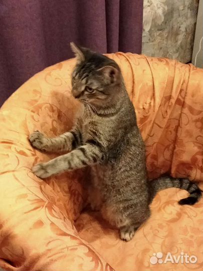 Котенок Аватар в добрые руки