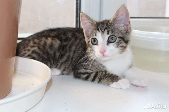 Котенок в добрые руки