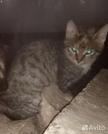 Кошечка в добрые руки