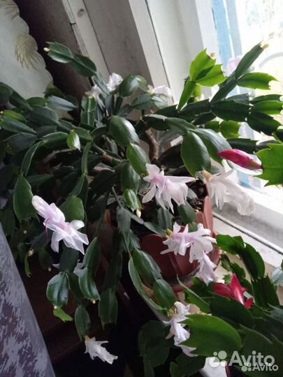 Укорененные отростки декабриста 5 цветов