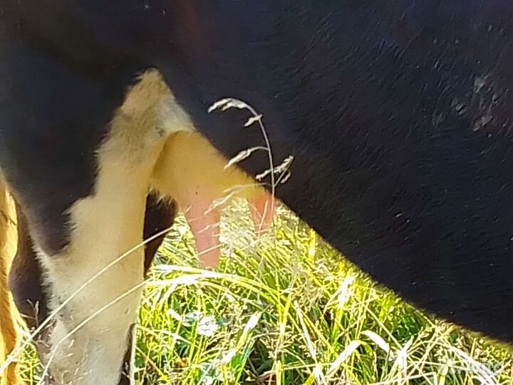 Первотёлка, телята