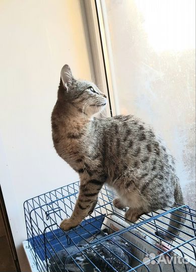 Кошка в добрые руки