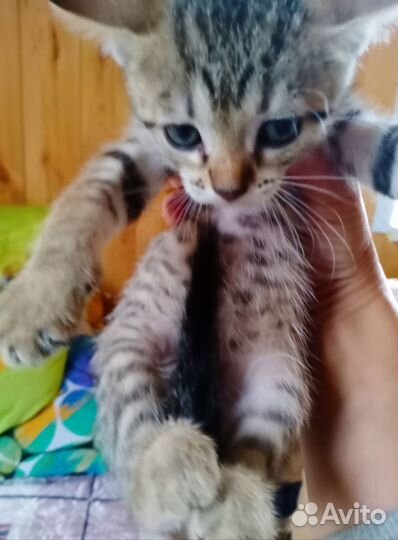 Котята табби