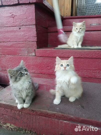 Котятки в добрые руки