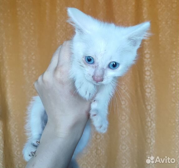 Белый котенок