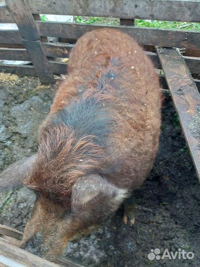 Продам хряка