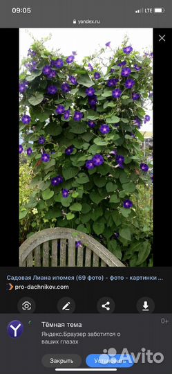 Ромашка куст цветущий с корнем