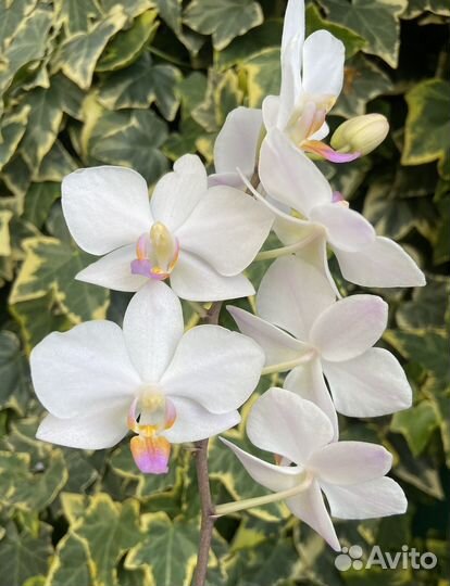 Орхидея Хатуюки