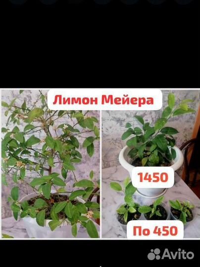 Лимонное дерево