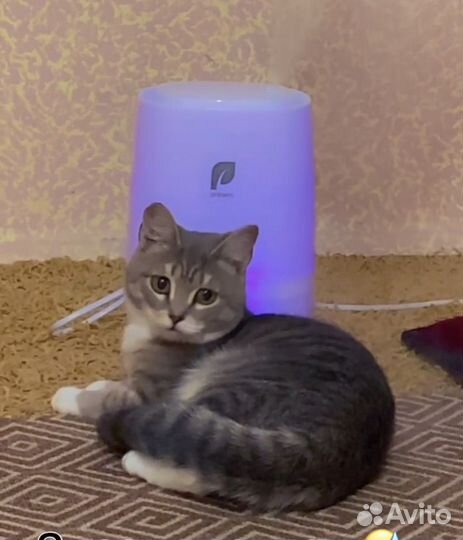 Кошечка в добрые руки