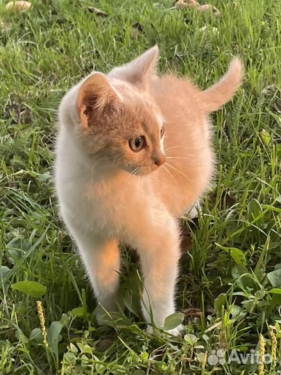 Кошка в дар