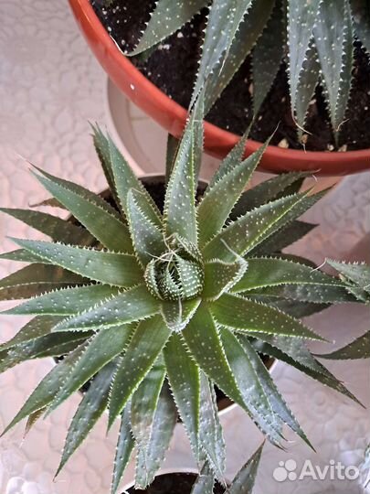 Алоэ остистое, комнатные цветы