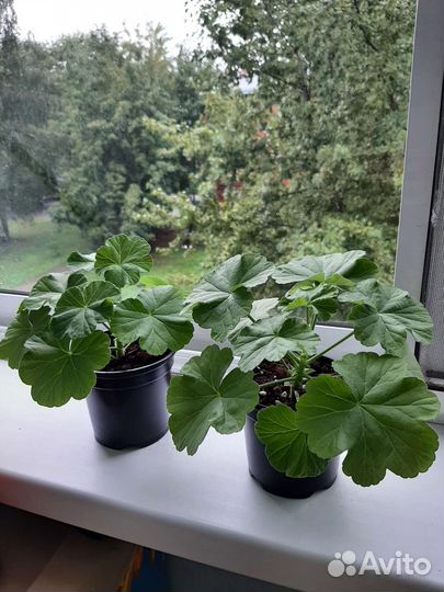 Пеларгония герань