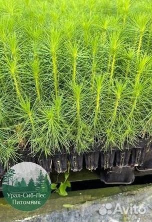 Зкс Сосна сеянцы Ели Лиственницы окс Голуб Горная