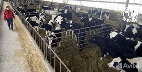 Телята бычки