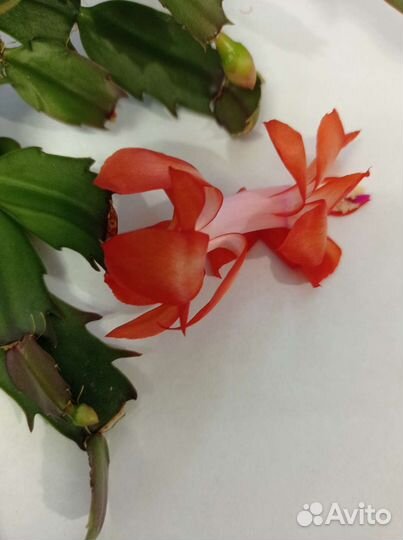 Декабрист оранжевый