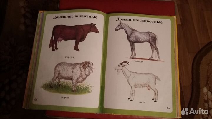 Энциклопедия малыша-моя первая книга