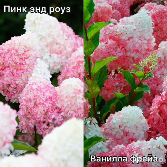 Гортензия метельчатая