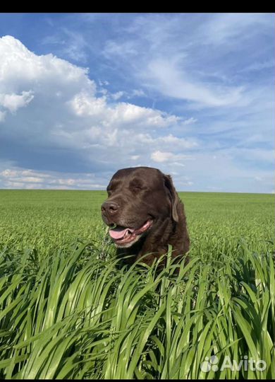 Передержка собак/ Догситтер