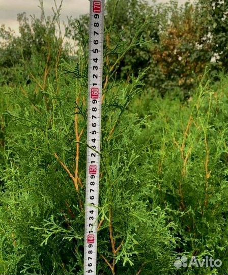 Туя западная Колумна 1.8-2.0 - 3200