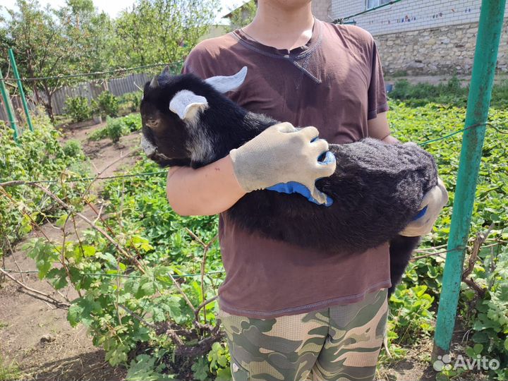 Зааненские козы