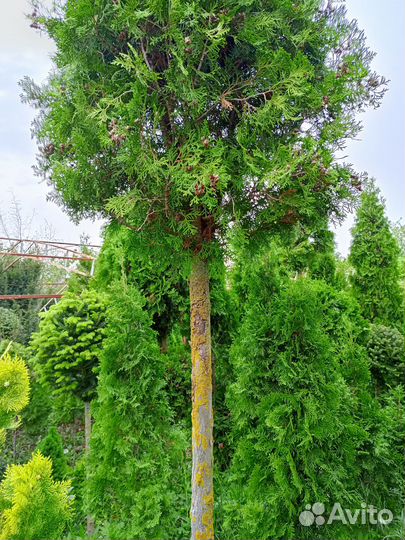 Туя западная, форма шаровидная стриженная