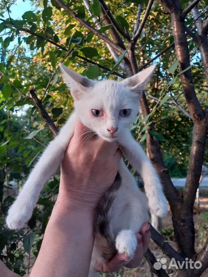 Котики бесплатно