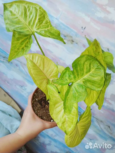 Комнатные цветы взрослые