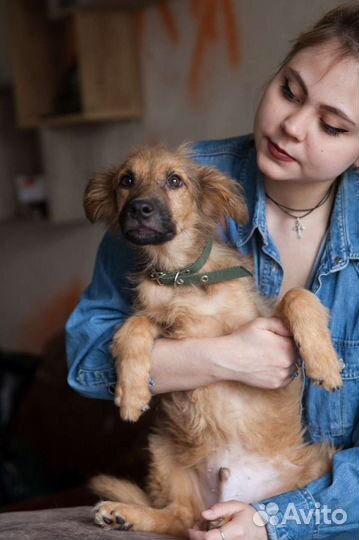 Собака в добрые руки