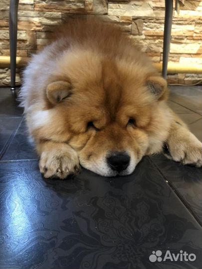 Чау - чау кабель для вязки