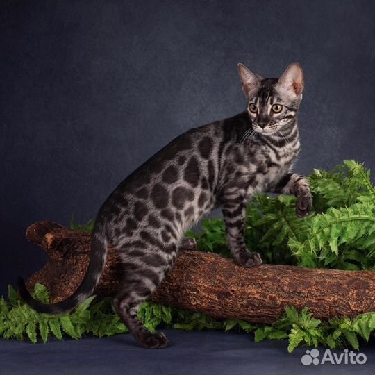 Бенгальская девочка из питомника