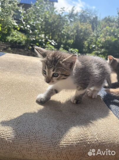 Месячные котята бесплатно