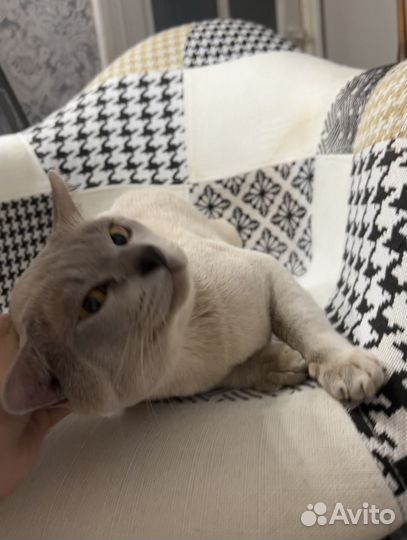 Бурманский кот вязка