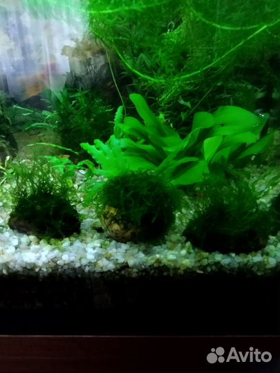 Аквариумное растение
