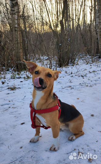 Вязка, кобель метис Джек Рассела и Бигля