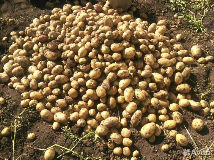 Картофель крупный