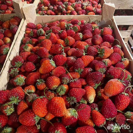 Клубника свежая