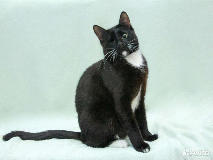 Котик Виталик в добрые руки