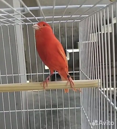 Поющие кенары красные, оранжевые, лимонные