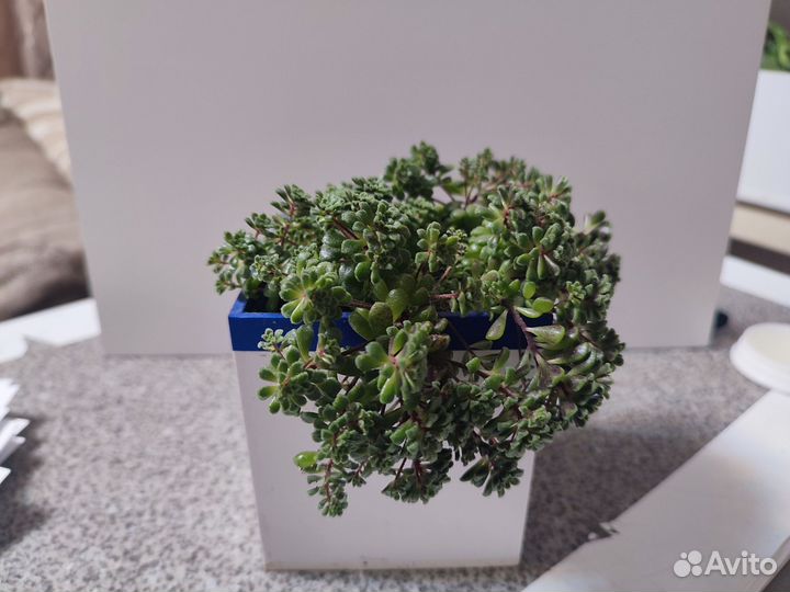 Суккулент Монантес Муралис