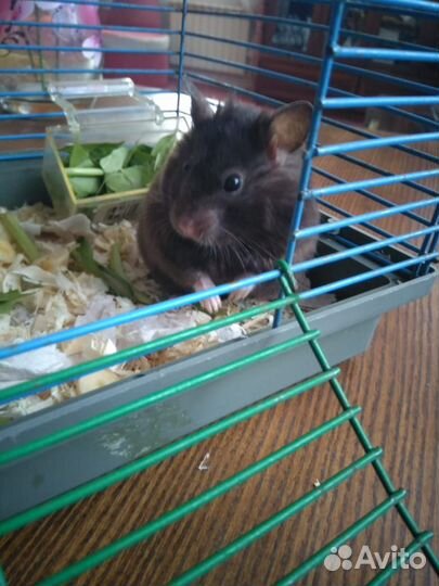 Продам сирийского хомяка с клеткой