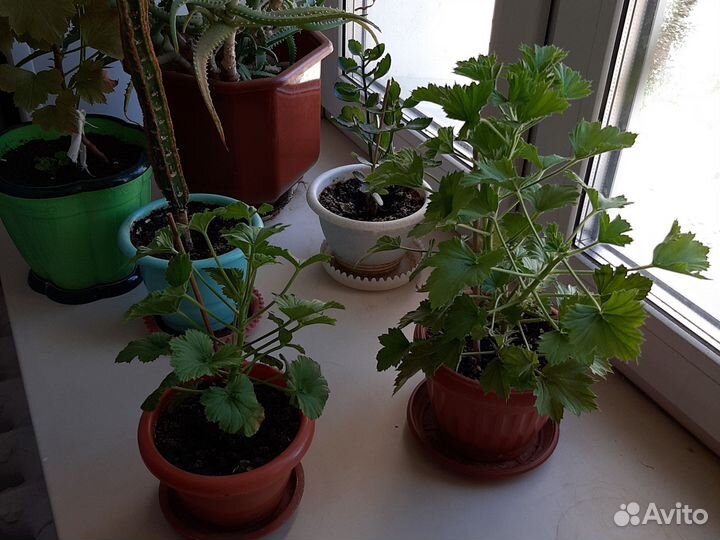 Королевская герань