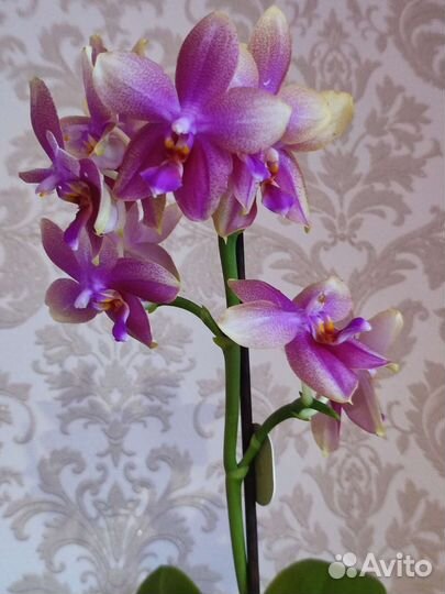 Орхидея фаленопсис
