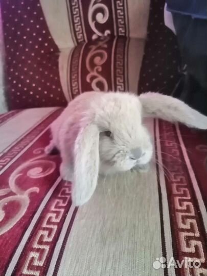 Французский баран кролики